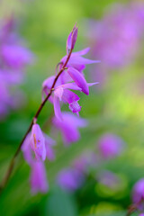 紫色の花を咲かせることから紫蘭。5月に開花する。背景をぼかして花びらをクローズアップ撮影.