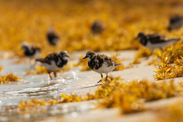 Ruddy Turnstone feeding on the Sargassum in Puerto Rico