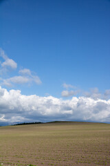 Obraz premium 初夏の苗が植えられた畑と青空 