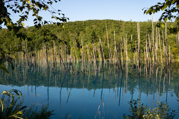 水面に映る雑木林
