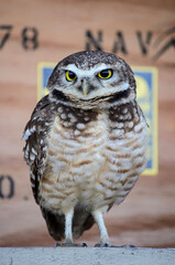 great horned owl