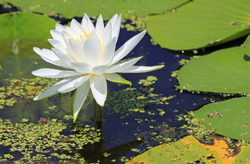 White Water Lily