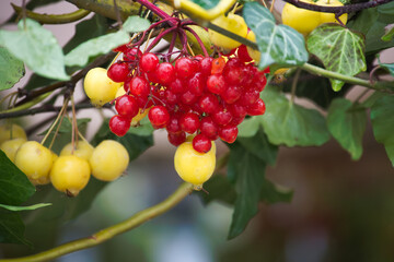 Viburnum berries near yellow wild apple