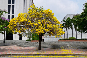 Silver Trumpet Tree (Tabebuia chrysotricha, Tabebuia argentea Britton, Paraguayan silver trumpet tree,Tabebuia aurea) beautiful flowers in front of
luxury building background in Thailand. 