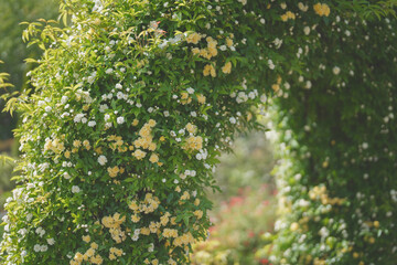 白と黄色のモッコウバラのアーチ