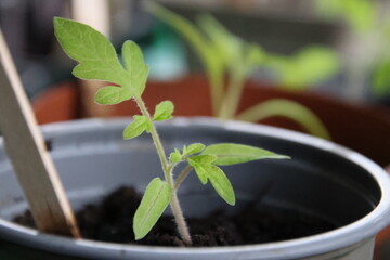 Tomato seedling in a pot