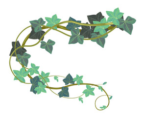 Fototapeta na wymiar Hedera botany with leaves, ivy climbing plant