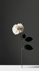 Minimalist photography of a flower