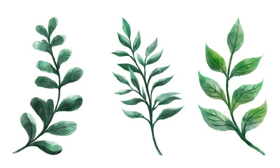 green leaves isolated on white