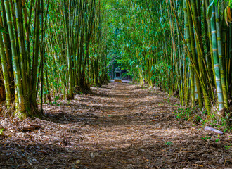 Path Through Bamboo Forest, Sacred Rudraksha Forest, Kapa'a, Kauai, Hawaii, USA