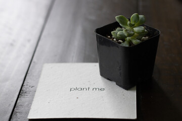 tiny succulent plant with a card that says plant me