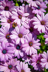 Obraz na płótnie Canvas photo of daisy flower background. daisy flower background. daisy flower background