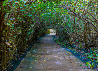 Tunnel of Trees to Donkey Beach, Kauai, Hawaii, USA
