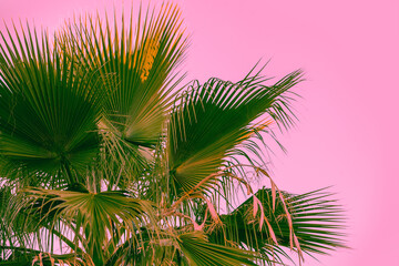 Fototapeta na wymiar Palm leaves against pink background. Tropical nature background