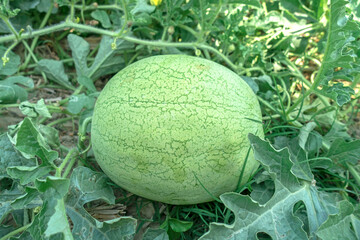 Water melon on field