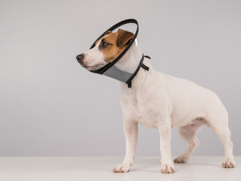 Jack Russell Terrier dog in plastic cone after surgery. Copy space.  Generative AI