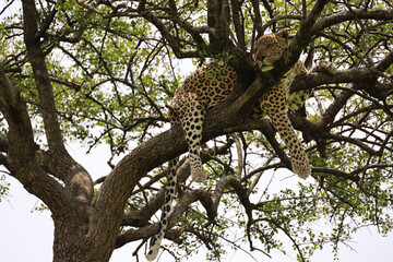 Fototapeta na wymiar An elusive leopard camouflaged in the Serengeti foliage.