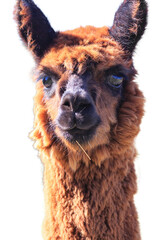 Alpaca, domesticated species of the South American camelid isolated on a white background. © Alaskajade