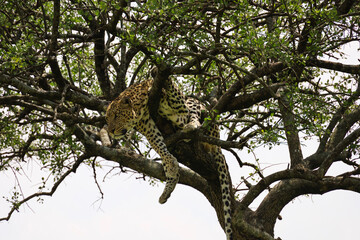 Fototapeta na wymiar An elusive leopard camouflaged in the Serengeti foliage.