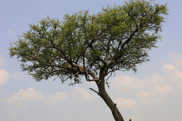 tree in the sky
