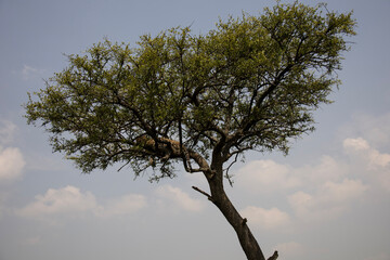 tree and sky