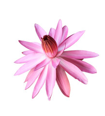  Lotus or Water lily or Nymphaea flower. Close up pink-purple lotus flower isolated on transparent background.