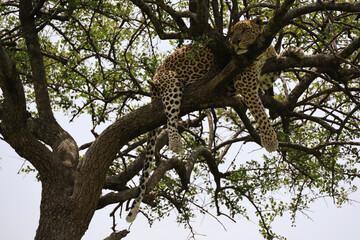 leopard in tree