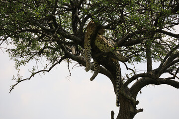 Fototapeta na wymiar bird on tree