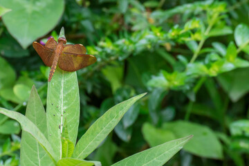 Dragonfly perching on green leaf.