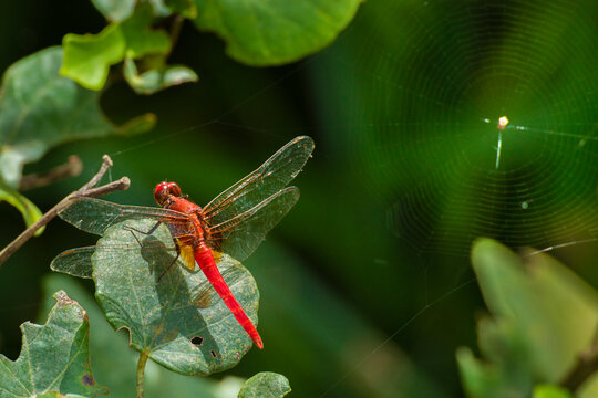 Red dragonfly perching on green leaf with spider web background