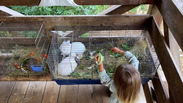 Little girl feeds white rabbits in a cage with cabbage leaves Generative AI