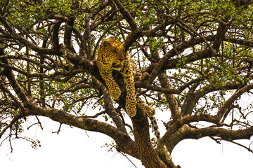 leopard sitting on a tree
