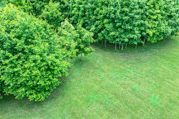 summer park landscape. treetops with green lush foliage. aerial photo, top view.