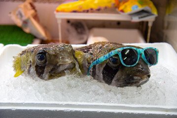 サングラスをかけたフグ