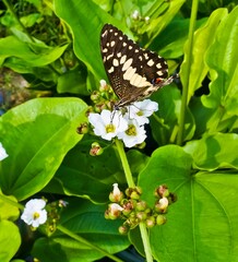 Close-up of a butterfly on a white flower
