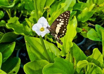 Close-up of a butterfly on a white flower