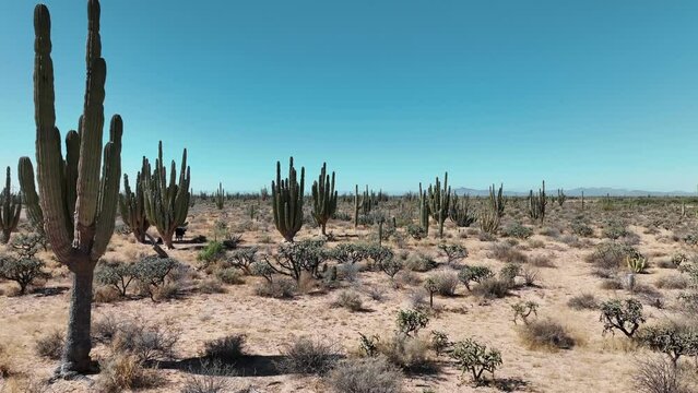 Flight through the desert passing near cactus with drone 4k