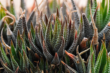 Close-up abstract background of Haworthiopsis fasciata or Haworthia fasciata or Haworthia Zebra succulent. Selective focus.