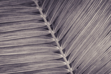 abstract pattern leaf, Palm leaves texture with shadow