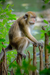  macaque sitting on a branch