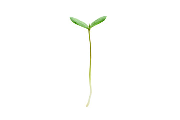 Young green plant / growing sprout with root white isolated, natural germination process, produce new leaves or buds. Used for photo graphic edit and symbolic of a new life or new business development
