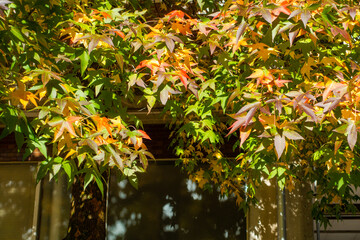 紅葉
