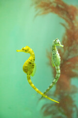 A yellow seahorse and a pink seahorse with red aquatic plant in water. © pink candy