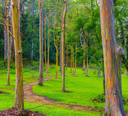 Hiking Trail Through Rainbow Eucalyptus Tree Forest at The Keahua Arboretum, Kauai, Hawaii, USA