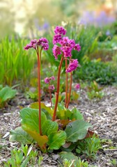 pretty pink flowers of a bergenia blooming on a hight stem in fra green garden with mulched soil