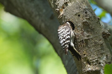 japanese pigmy woodpecker and his nest