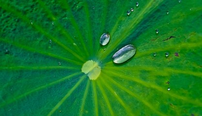 close-up of water droplets on a green lotus leaf