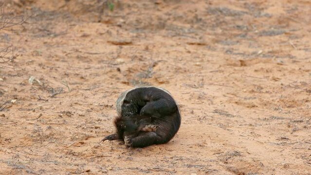 A honey badger (Mellivora capensis) scratching irritated skin, Kalahari desert, South Africa