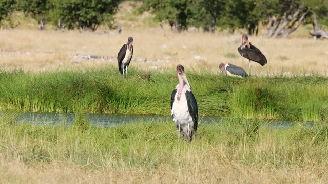Marabou storks (Leptoptilos crumeniferus) in natural habitat, Etosha National Park, Namibia