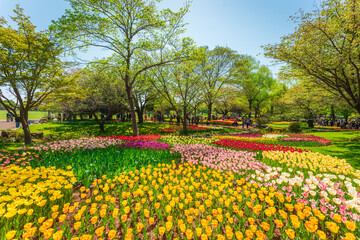 Fototapeta na wymiar Tulip Flower at Showa Memorial Park, Tokyo, Japan